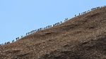Detik-detik Pendakian Gunung Uluru Australia Tutup Permanen