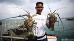 Meraup Cuan Lewat Bisnis Lobster di Perbatasan