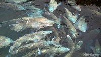 Ikan-ikan napoleon itu pun turut diekspor hingga ke luar negeri.