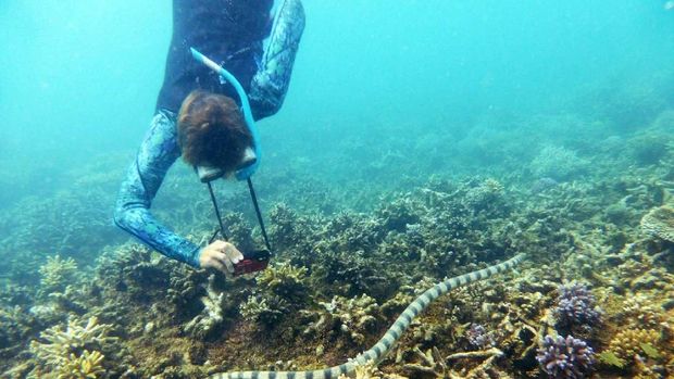 Sekelompok Nenek Bantu Peneliti Temukan Ular Laut Mematikan