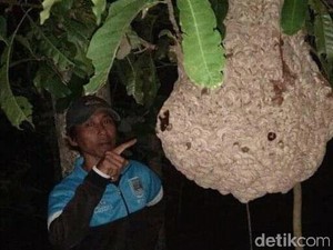 Awas! Koloni Tawon Predator Vespa di Klaten Kembali Mengancam Warga