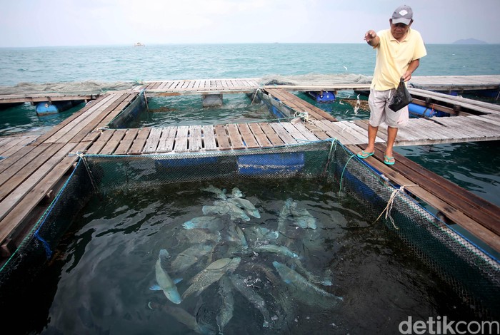 5400 Koleksi Budidaya Ikan Air Laut Adalah Terbaik