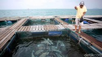 Welli merupakan salah seorang warga yang mengelola keramba ikan napoleon di Pulau Sedanau, Kepulauan Riau.