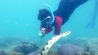 Dengan berani, penyelam ini memotret ular dari jarak dekat. Penelitian tentang data-data ular ini telah dipublikasikan dalam Ecosphere Journal (Claire Goiran)