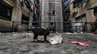 Rusun tersebut terlihat kotor.