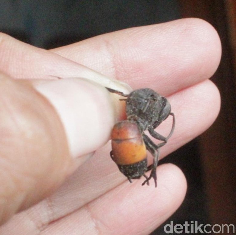 Satu Lagi Warga Klaten Dilaporkan Tewas Diserang Tawon Predator Vespa Satu Lagi Warga Klaten Dilaporkan Tewas Diserang Tawon Predator Vespa