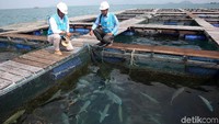 Harga jual ikan napoleon ini pun cukup menjanjikan, yaitu bisa mencapai Rp 800 ribu per 1 kilonya.