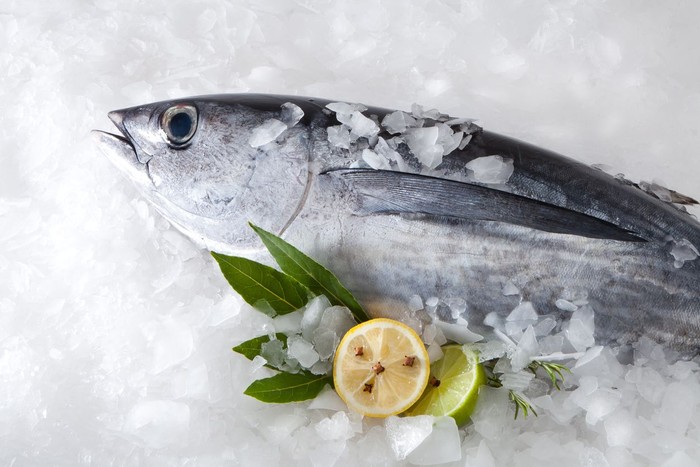 albacore on ice background