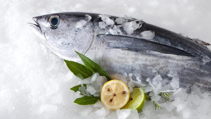 albacore on ice background