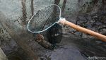 Meraup Cuan Lewat Bisnis Lobster di Perbatasan