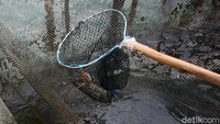 Seorang pekerja menunjukkan lobster yang berada di pengepul lobster tangkapan nelayan di Pulau Sedanau, Kabupaten Natuna.
