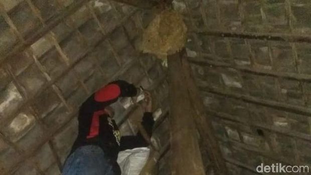 Penjelasan Peneliti LIPI soal Merebaknya Tawon Vespa di Klaten