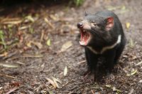 Tasmania atau populer dengan nama Tasmanian Devil