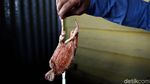Geliat Usaha Pengolahan Kepiting Rajungan di Natuna