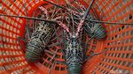 Meraup Cuan Lewat Bisnis Lobster di Perbatasan