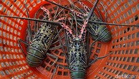 Lobster-lobster di Pulau Sedanau ini dihargai Rp 800 ribu per ekornya.