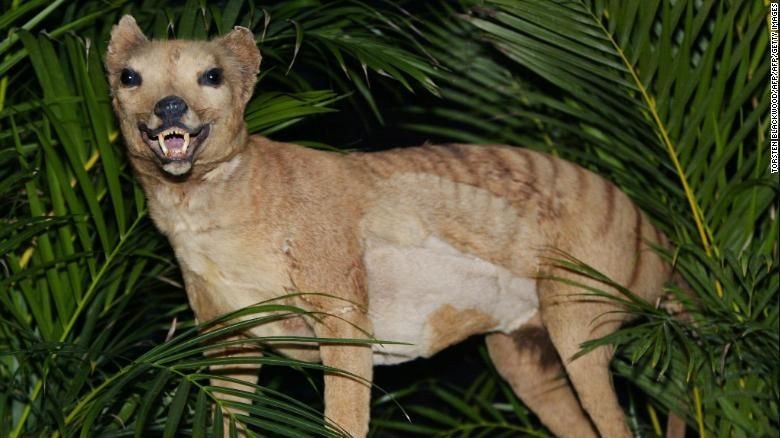 Patung harimau tasmania (Australian Museum/CNN) Patung harimau tasmania (Australian Museum/CNN)