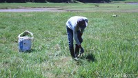 Selain itu, pesisir danau ini juga dijadikan sebagai tempat mencari rumput bagi para peternak. Karena rumput untuk memberi pakan ternak tumbuh subur di lokasi tersebut. (Wisma Putra/detikcom)