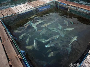 Jepang Mau Investasi Budidaya Ikan di Natuna, 2021 Mulai Produksi