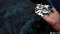 Ikan teri pun disiapkan Welli untuk pakan ikan yang memiliki nama latin Cheilinus Undulatus tersebut.