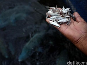 Genjot Budi Daya Perikanan, KKP Gandeng Pemda-Perguruan Tinggi