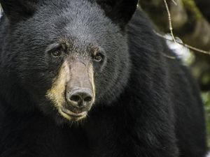 Kelakuan Turis Ceroboh, Colek Beruang Berakhir Berlarian