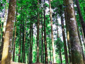 Pohon Damar
