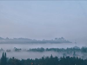 fog in the beauty of forest