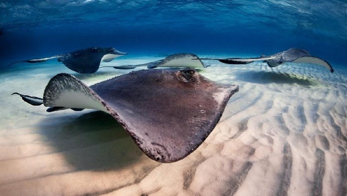 Stingray fishes swimming in the clear sea water.