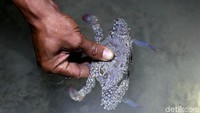 Seorang warga menunjukkan kepiting hasil tangkapannya.