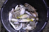 Gelap-gelapan, Ini Sensasi Berburu Kepiting & Udang di Perbatasan
