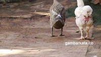 Bukan cuma kamu yang bisa romantis, lihat nih pasangan bebek dan ayam yang tak mau kalah manis. Panggilan sayangnya Beb dan Ay. Ada yang panggilannya sama kayak pasangan ini? Foto: istimewa