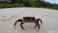 Pulau Senoa tidak memiliki penghuni alias pulau kosong. Suasana tenang dan sunyi nampak terasa saat pengunjung berwisata ke pulau tersebut.