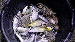 Melihat Aktivitas Warga Natuna Berburu Ikan di Malam Hari