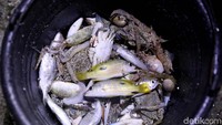 Beragam hasil laut tangkapan warga tersebut nantinya akan dimasak untuk dimakan bersama-sama.