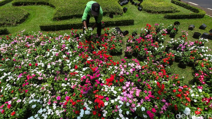 Yuk Intip Bunga Warna Warni Di Taman Medan Merdeka Selatan