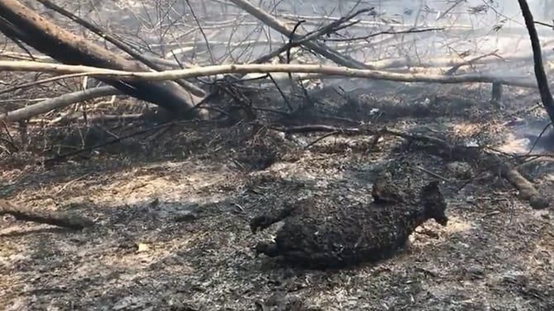 Ratusan Koala Langka di Australia Dikhawatirkan Mati dalam Kebakaran Hutan Ratusan Koala Langka di Australia Dikhawatirkan Mati dalam Kebakaran Hutan