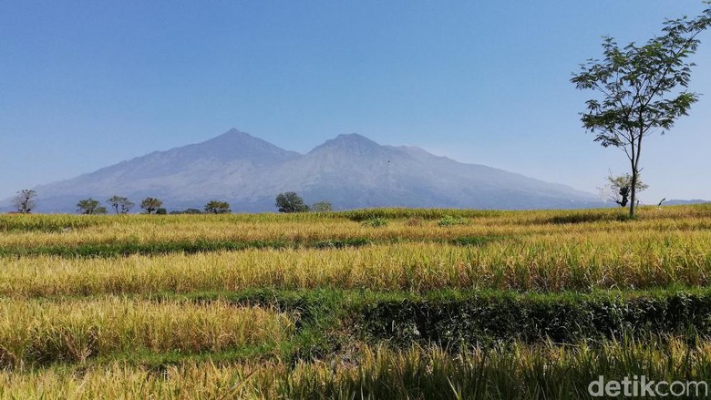 Diguyur Hujan, Titik Api di Gunung Arjuno-Welirang Lenyap Diguyur Hujan, Titik Api di Gunung Arjuno-Welirang Lenyap