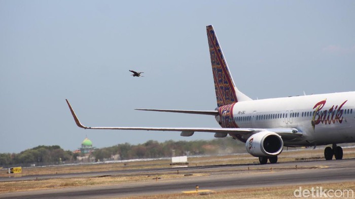 Untuk menghindari tabrakan burung dengan pesawat (bird strike), PT Angkasa Pura I Bandara Juanda Surabaya melakukan patroli rutin. Patroli dilakukan enam kali sehari.