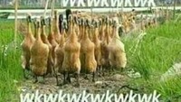 Selain ayam, bebek juga jadi unggas yang sering diolah jadi makanan enak. Menu bebek khas Nusantara siap memanjakan lidah. Tapi bebek bukan hanya enak dimakan, karena kreatifitas netizen mampu bikin bebek mengundang tawa. Foto: istimewa