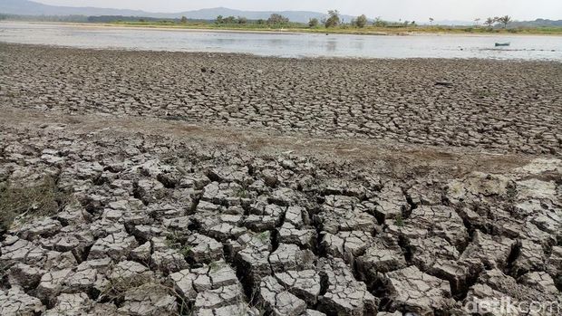 Dilanda Kekeringan Parah, Waduk PLTA Jendral Sudirman Jadi Daratan