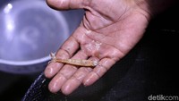 Terkadang selain kepiting dan ikan, warga juga mendapatkan udang saat sedang berburu di malam hari tersebut.