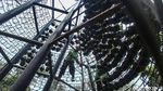 Yuk Intip Bunga Warna-warni di Taman Medan Merdeka Selatan