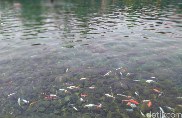 Dengan air yang mengalir tanpa henti sepanjang waktu dari puluhan mata airnya, ada pemandangan aduhai saat gerombolan ikan air tawar berbagai jenis dan ukuran melintas. Tidak ada bau amis meskipun berendam berjam-jam sebab air dari mata air bawah tanah alami mengalir dengan debit sekitar 800 liter/ detik.(Foto: Achmad Syauqi/detikcom) Dengan air yang mengalir tanpa henti sepanjang waktu dari puluhan mata airnya, ada pemandangan aduhai saat gerombolan ikan air tawar berbagai jenis dan ukuran melintas. Tidak ada bau amis meskipun berendam berjam-jam sebab air dari mata air bawah tanah alami mengalir dengan debit sekitar 800 liter/ detik.(Foto: Achmad Syauqi/detikcom)