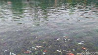 Dengan air yang mengalir tanpa henti sepanjang waktu dari puluhan mata airnya, ada pemandangan aduhai saat gerombolan ikan air tawar berbagai jenis dan ukuran melintas. Tidak ada bau amis meskipun berendam berjam-jam sebab air dari mata air bawah tanah alami mengalir dengan debit sekitar 800 liter/ detik.(Foto: Achmad Syauqi/detikcom)