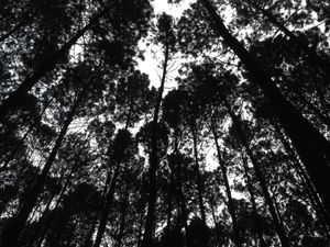 Siluet Keasrian Hutan Pinus Mangunan, Yogyakarta