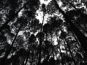 Siluet Keasrian Hutan Pinus Mangunan, Yogyakarta