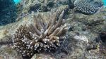 Pesona Keindahan Bawah Laut Pulau Senoa di Natuna