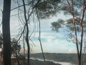 Nuansa Pagi Hutan Mangunan