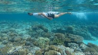  Seorang pengunjung menjelajah alam bawah laut Pulau Senoa yang dipenuhi berbagai terumbu karang dan hewan laut.